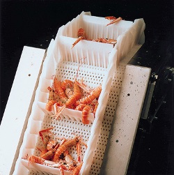 Plastic Belt Conveyor for prawns